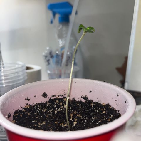Plant-it at the disco growlog timeline photo
