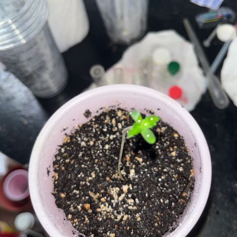 Plant-it at the disco growlog timeline photo
