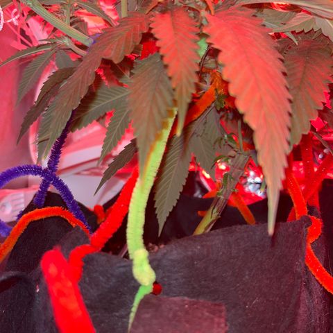 Amy Weedhouse growlog timeline photo