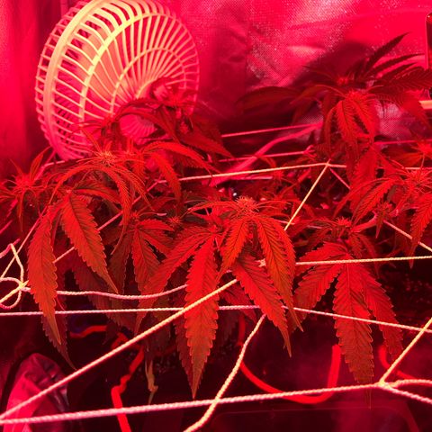 Amy Weedhouse growlog timeline photo