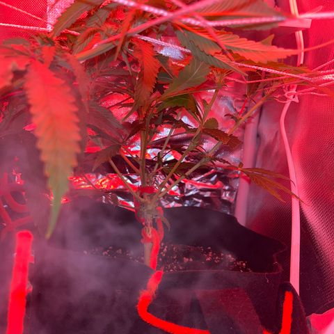 CannaBusta Rhymes  growlog timeline photo