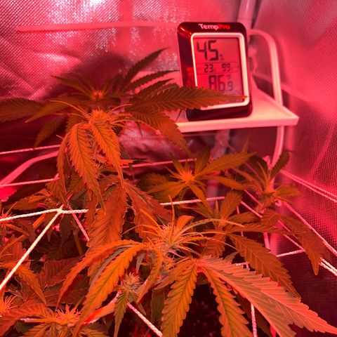 CannaBusta Rhymes  growlog timeline photo