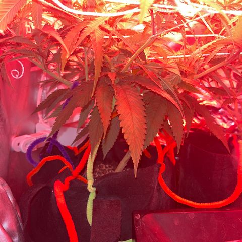 Amy Weedhouse growlog timeline photo