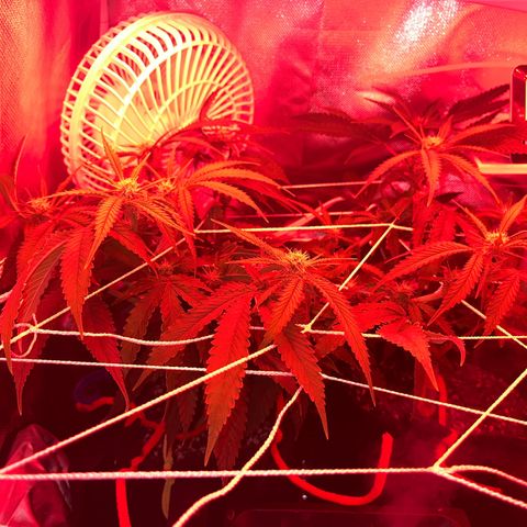 Amy Weedhouse growlog timeline photo