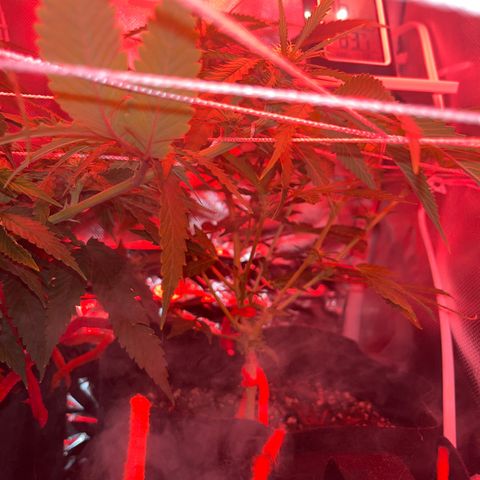CannaBusta Rhymes  growlog timeline photo