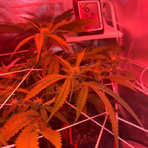 CannaBusta Rhymes  growlog timeline photo