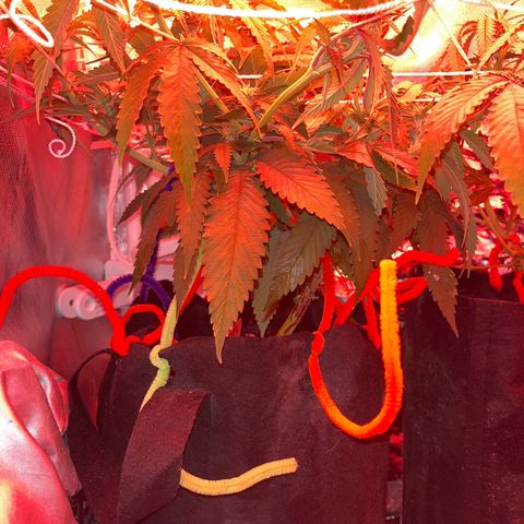 Amy Weedhouse growlog timeline photo