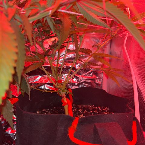 CannaBusta Rhymes  growlog timeline photo