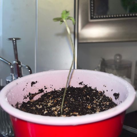 Plant-it at the disco growlog timeline photo