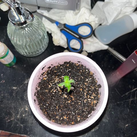 Plant-it at the disco growlog timeline photo