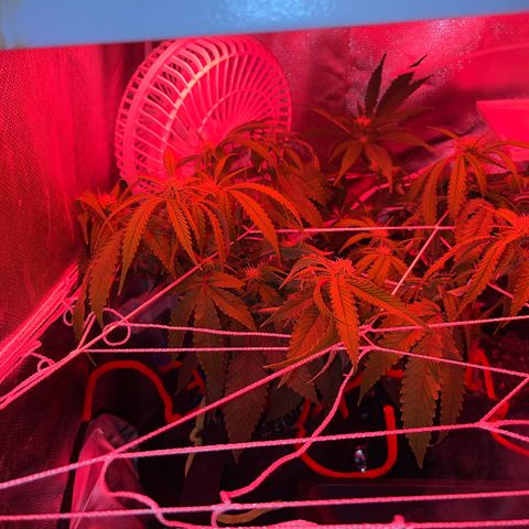 Amy Weedhouse growlog timeline photo