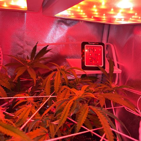CannaBusta Rhymes  growlog timeline photo