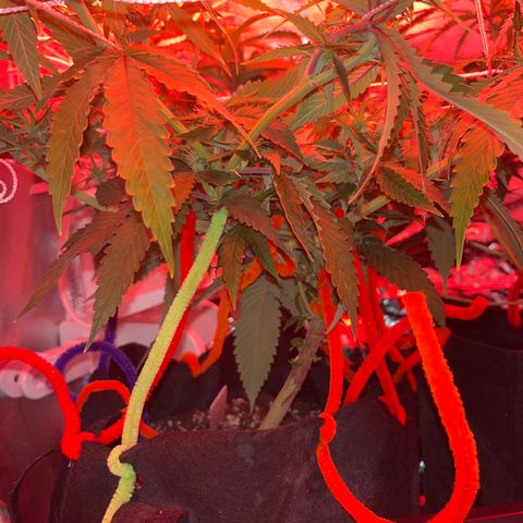 Amy Weedhouse growlog timeline photo