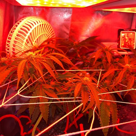 Amy Weedhouse growlog timeline photo