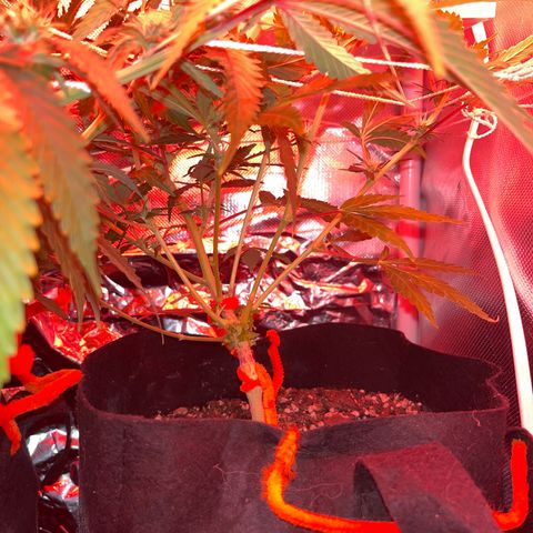 CannaBusta Rhymes  growlog timeline photo