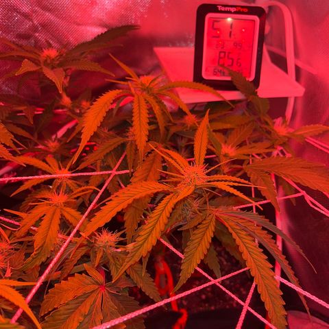 CannaBusta Rhymes  growlog timeline photo