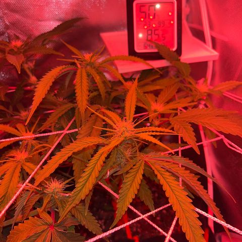 CannaBusta Rhymes  growlog timeline photo