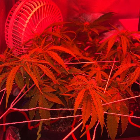Amy Weedhouse growlog timeline photo
