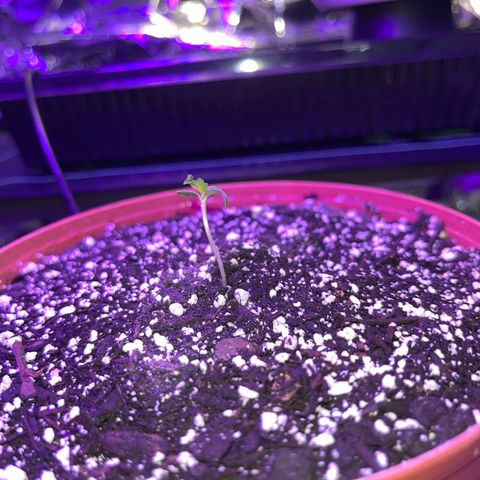 Plant-it at the disco growlog timeline photo