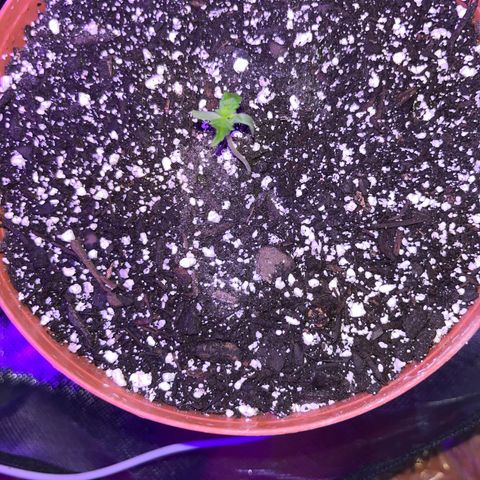 Plant-it at the disco growlog timeline photo