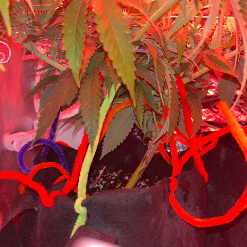 Amy Weedhouse growlog timeline photo