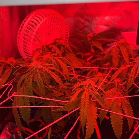 Amy Weedhouse growlog timeline photo
