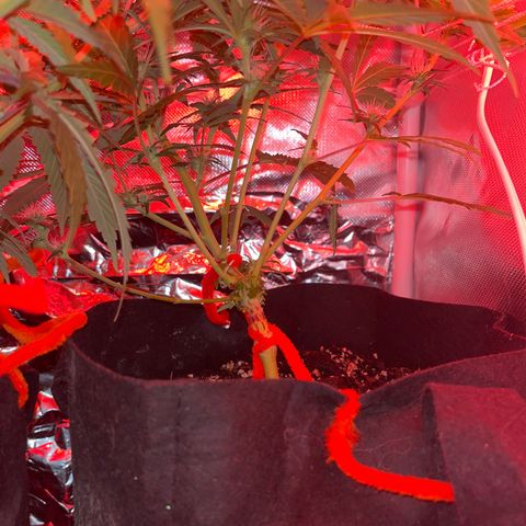 CannaBusta Rhymes  growlog timeline photo
