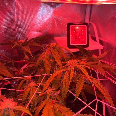 CannaBusta Rhymes  growlog timeline photo