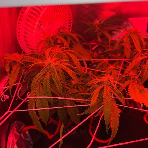 Amy Weedhouse growlog timeline photo