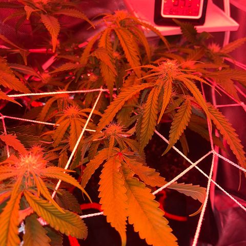 CannaBusta Rhymes  growlog timeline photo