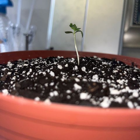 Plant-it at the disco growlog timeline photo