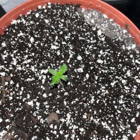 Plant-it at the disco growlog timeline photo
