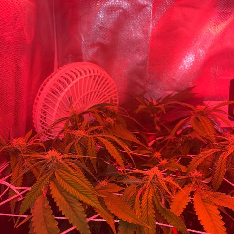 Amy Weedhouse growlog timeline photo