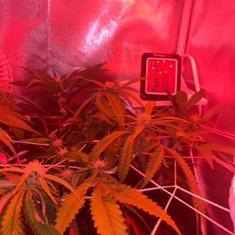 CannaBusta Rhymes  growlog timeline photo