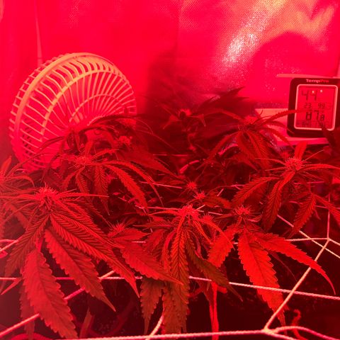 CannaBusta Rhymes  growlog timeline photo