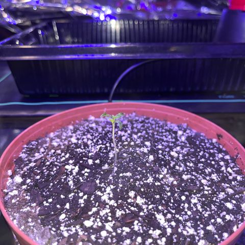 Plant-it at the disco growlog timeline photo