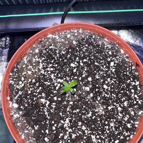 Plant-it at the disco growlog timeline photo