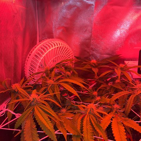 Amy Weedhouse growlog timeline photo