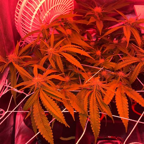 Amy Weedhouse growlog timeline photo