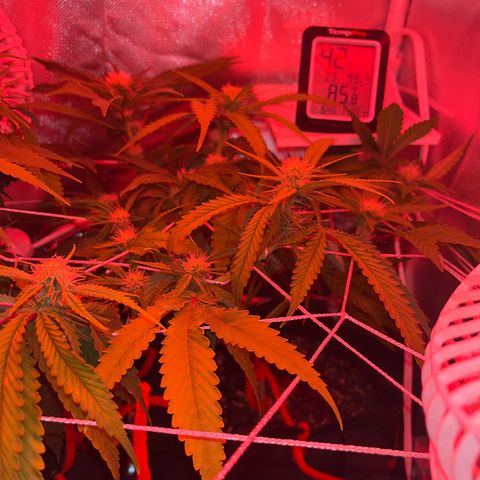 CannaBusta Rhymes  growlog timeline photo