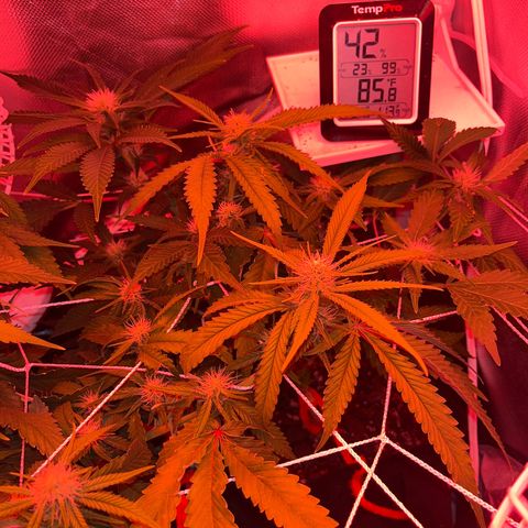CannaBusta Rhymes  growlog timeline photo