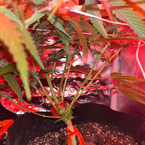 CannaBusta Rhymes  growlog timeline photo
