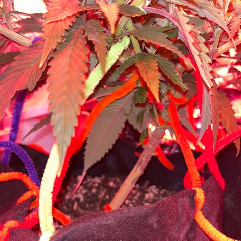 Amy Weedhouse growlog timeline photo