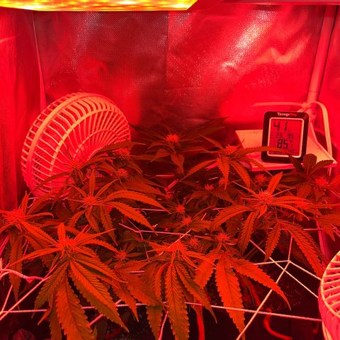 Amy Weedhouse growlog timeline photo