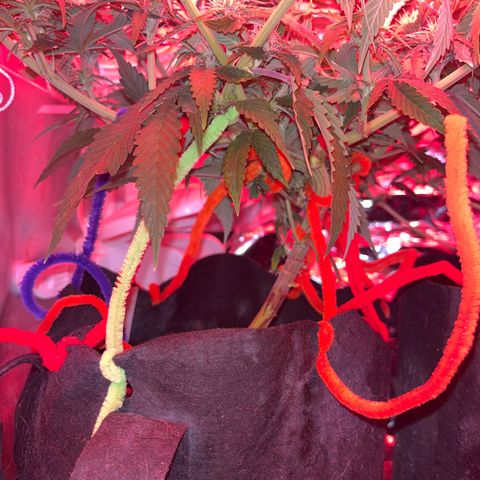Amy Weedhouse growlog timeline photo