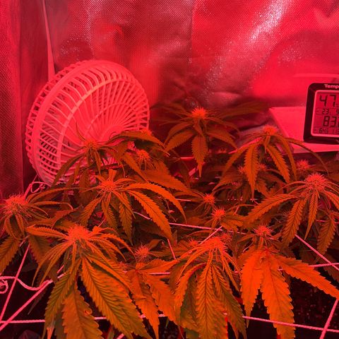 Amy Weedhouse growlog timeline photo