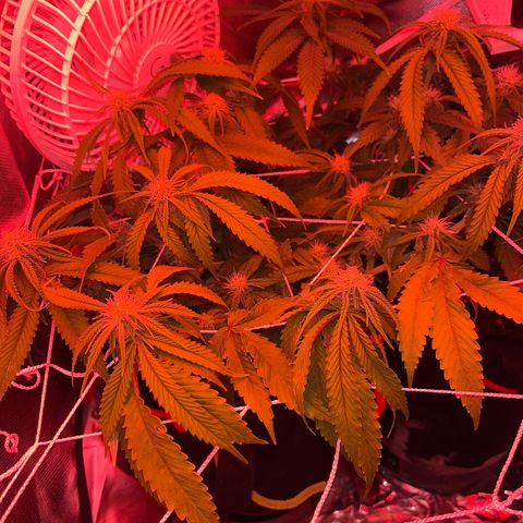 Amy Weedhouse growlog timeline photo