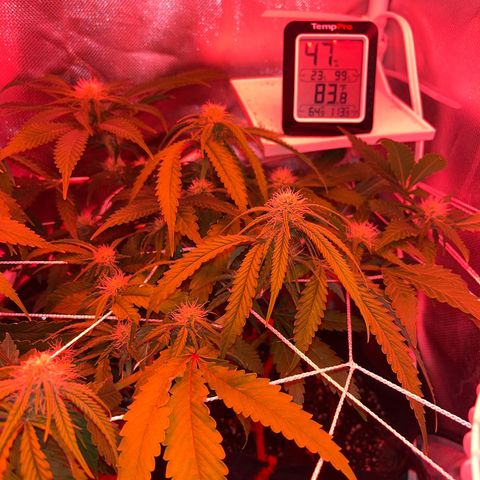 CannaBusta Rhymes  growlog timeline photo