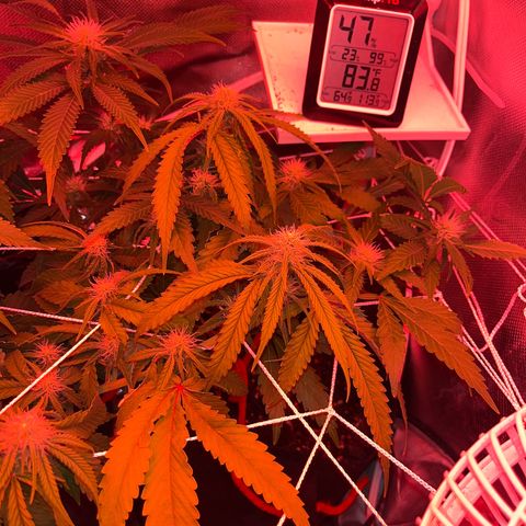 CannaBusta Rhymes  growlog timeline photo