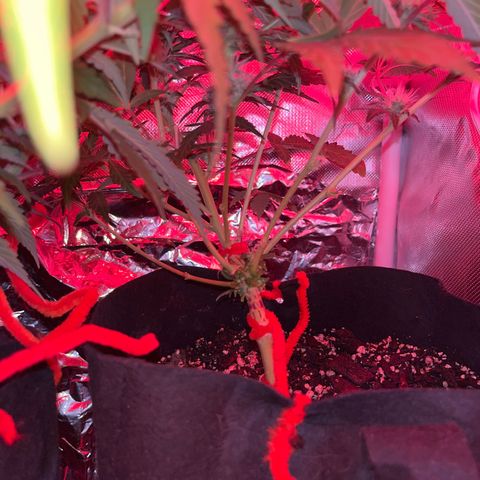 CannaBusta Rhymes  growlog timeline photo